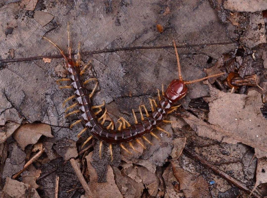 蜈蚣毒性与蜈蚣大小有关吗,巨型蜈蚣和普通蜈蚣哪个毒