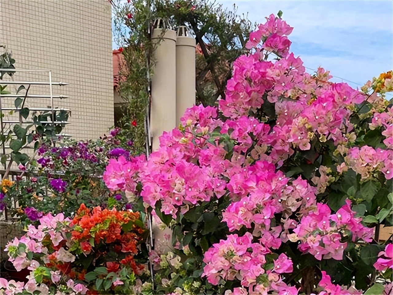 封闭阳台不怕夏天暴晒的植物,适合阳台高温暴晒的植物