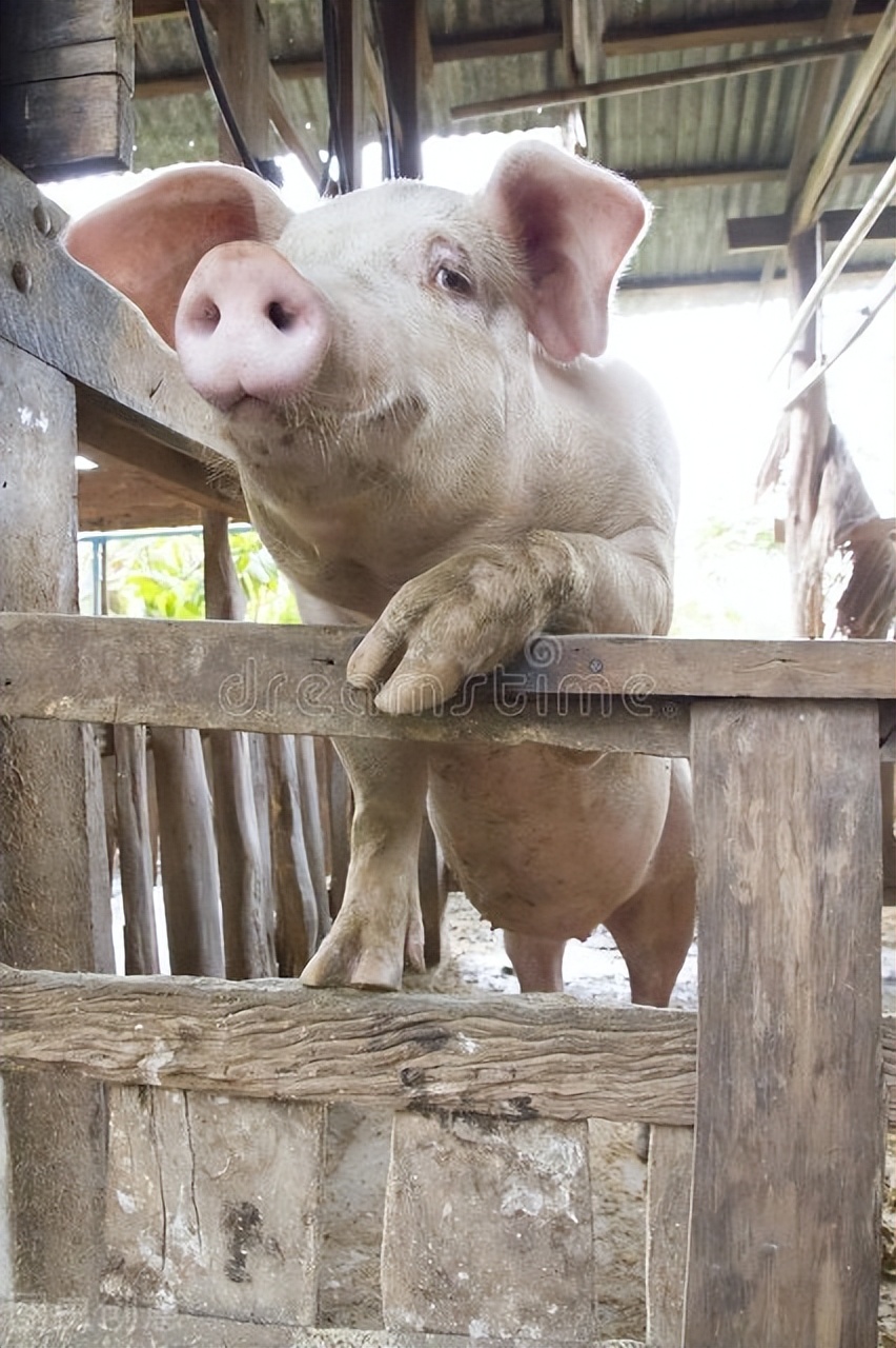 猪中暑了用什么药,猪中暑的最佳解决方法