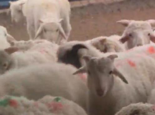 养羊赚钱的十大忠告,养羊十大赚钱的方法