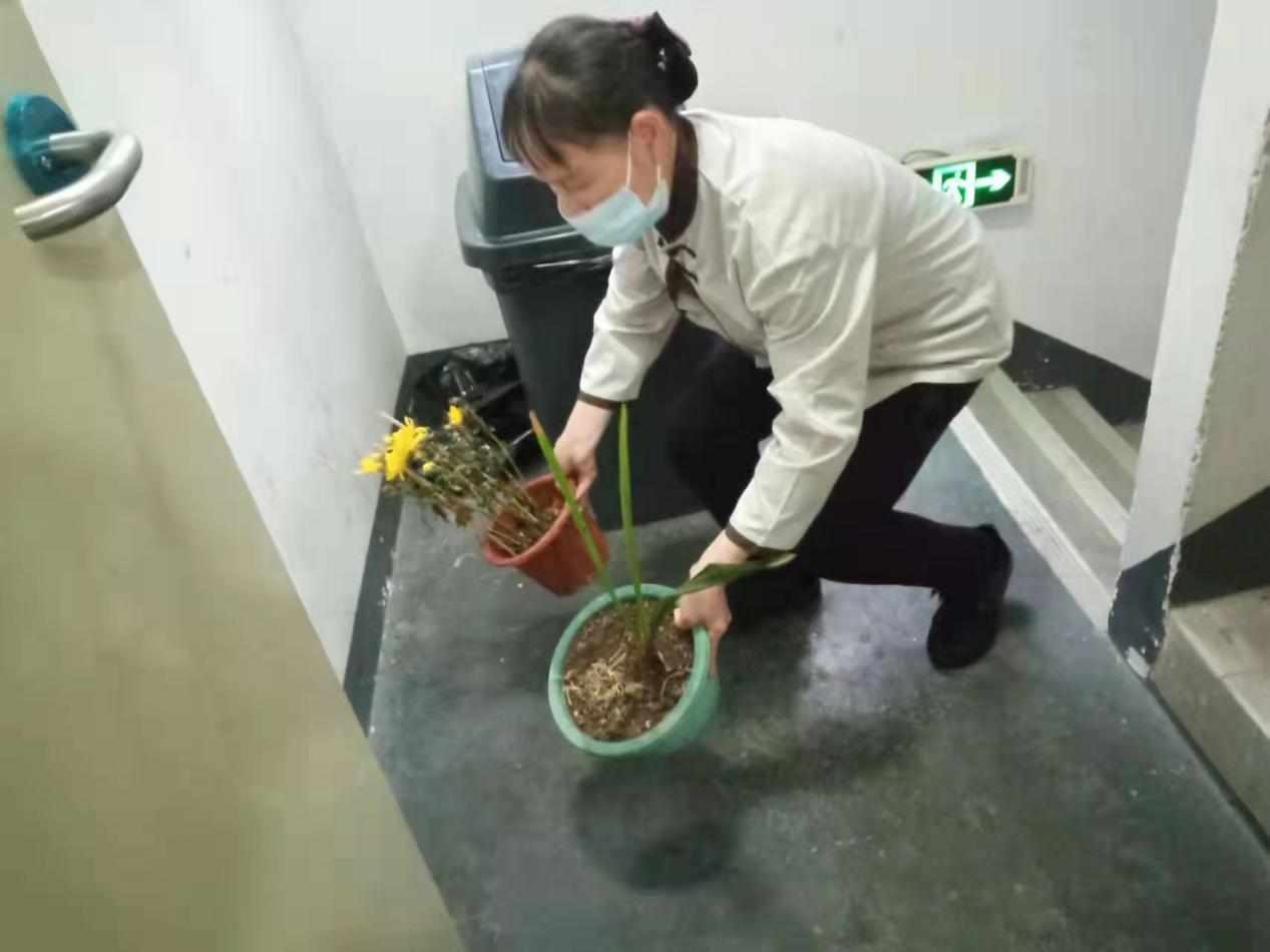 节后年花年桔如何处理？集中放在小区的临时收集点就可以啦