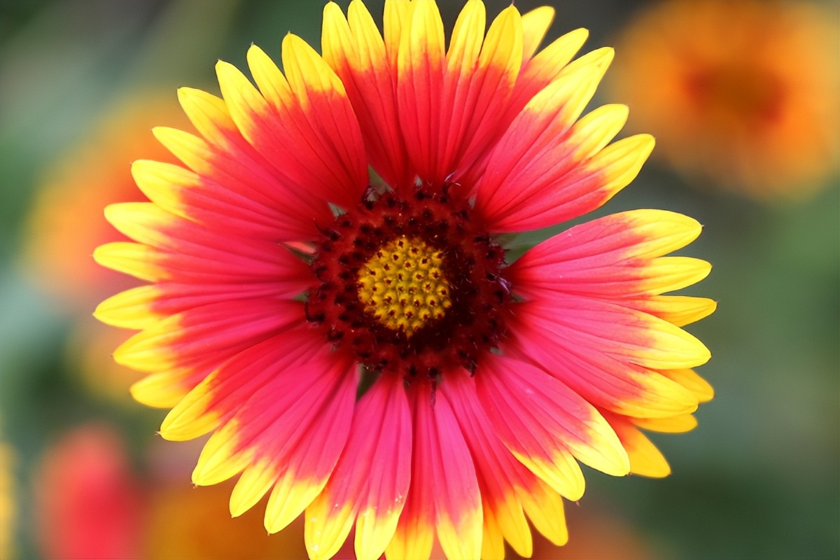 男友一直保证会和我在一起，但是见到我姐姐后，把我甩了