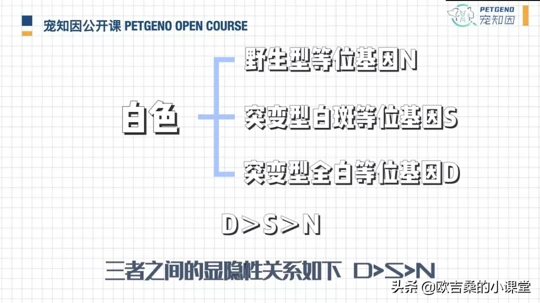 白斑变异基因,白斑基因和全白基因