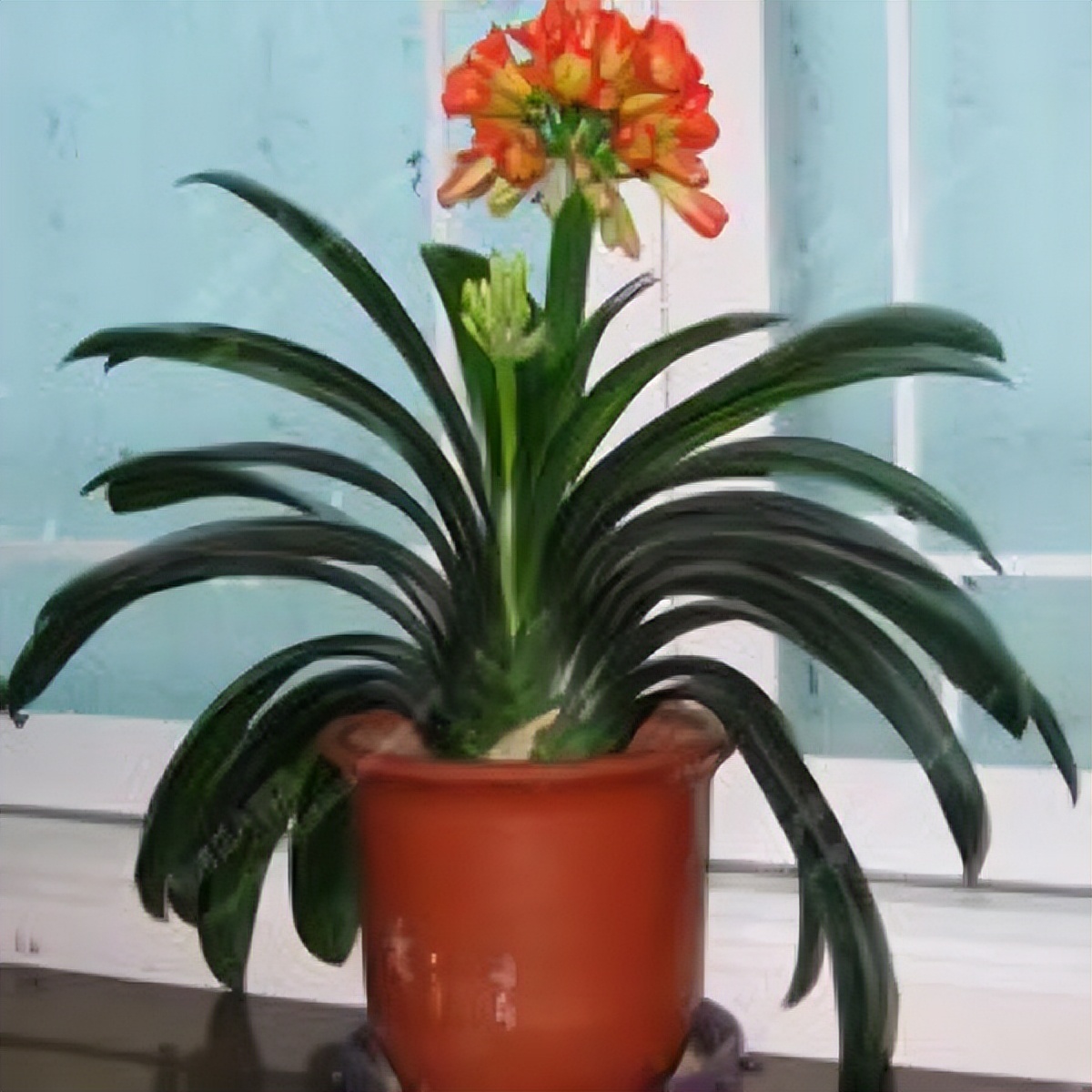 目前的君子兰怎样护养,怎么样能把君子兰养好