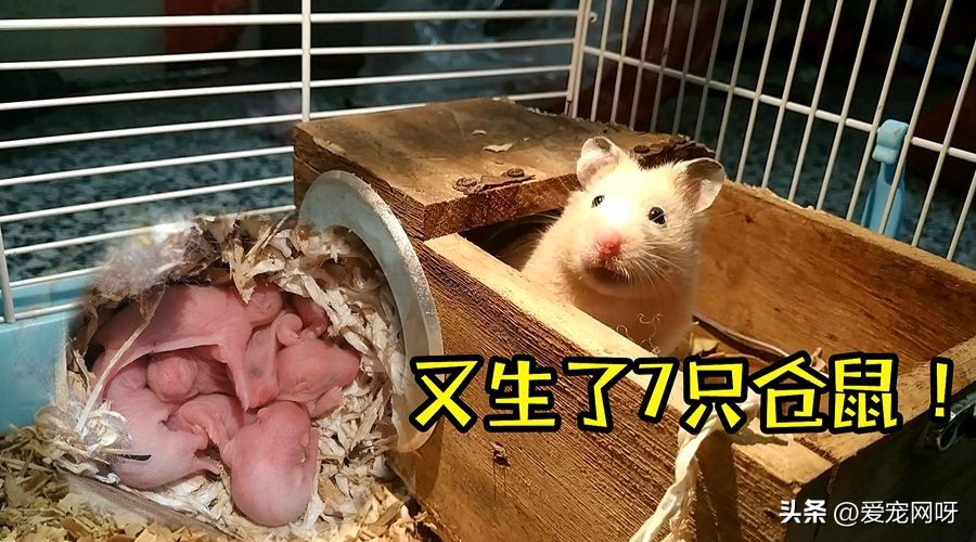 小仓鼠身上的细菌对人体有危害吗,榉木对仓鼠有危害吗