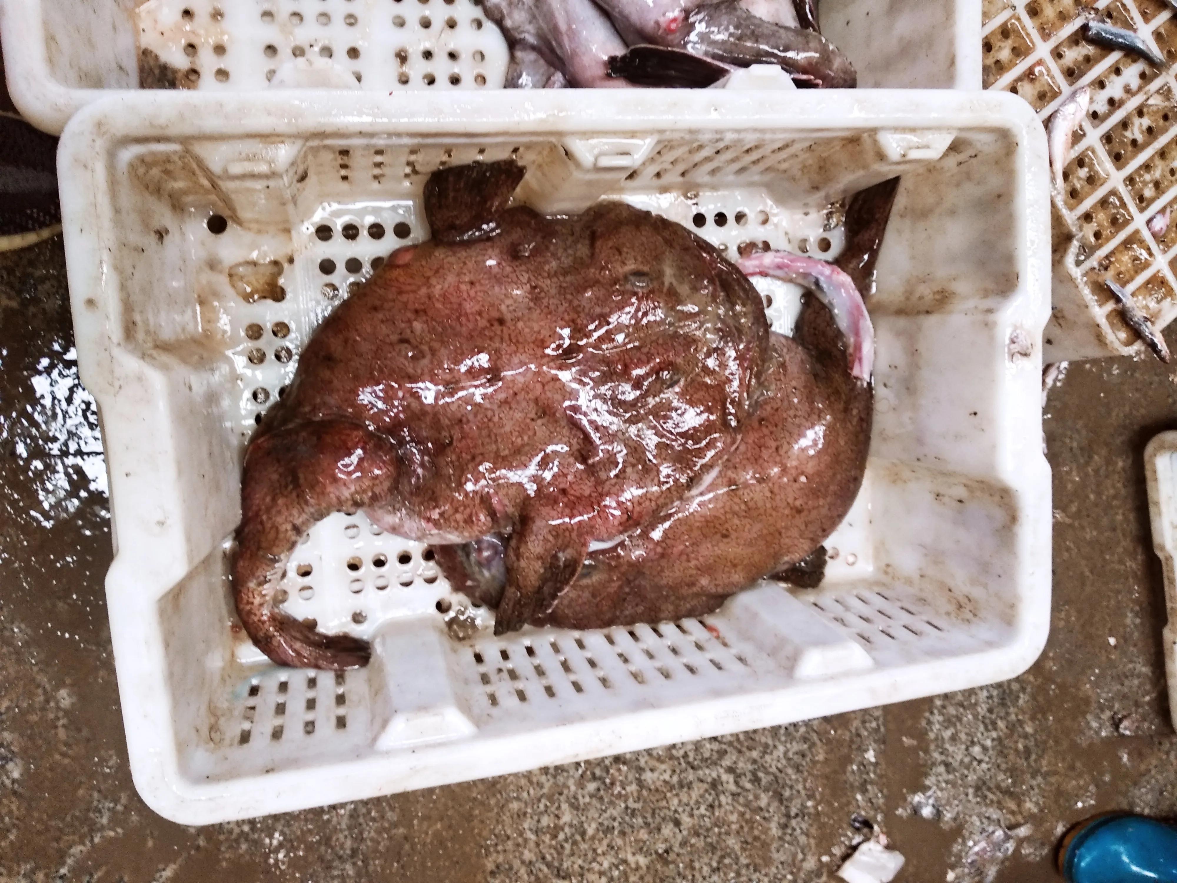 15种常见的海鱼,100种常见食用海鱼图谱