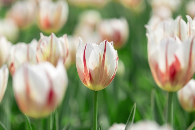 郁金香高级文案短句干净治愈小众,郁金香花语文案短句干净治愈