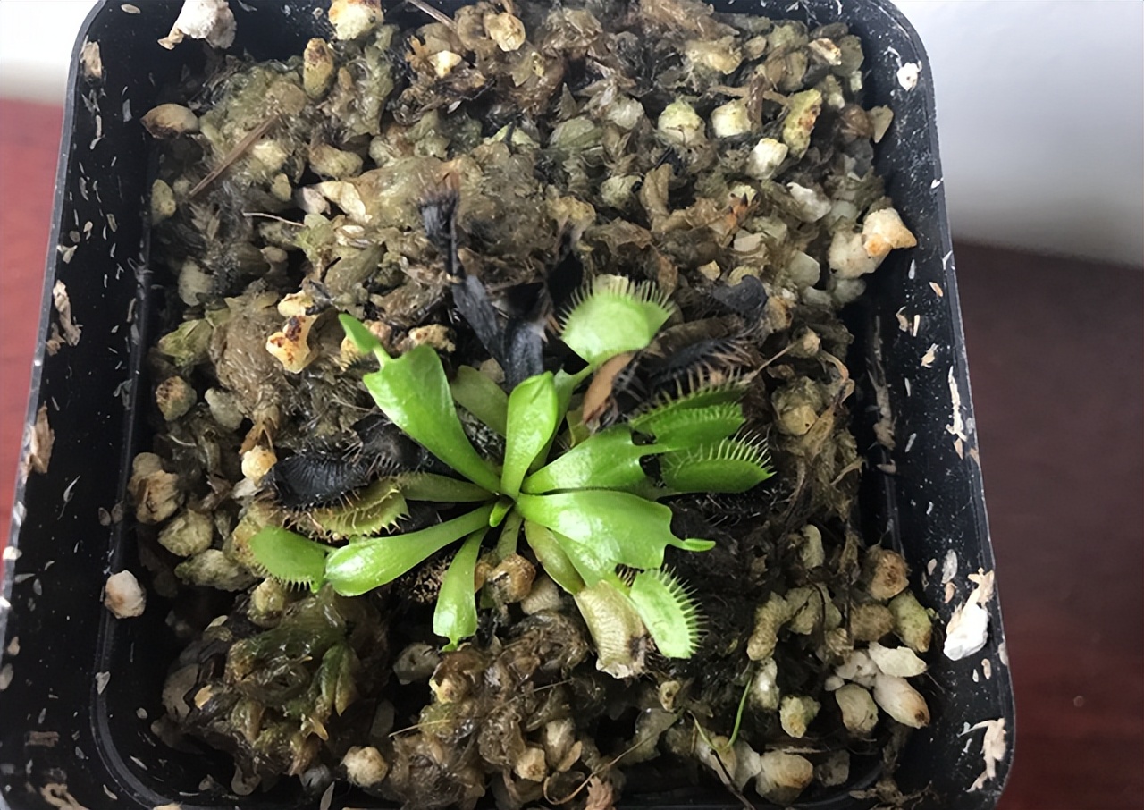 皮肤被隐翅虫毒液灼伤,隐翅虫毒液灼伤几个小时怎么处理