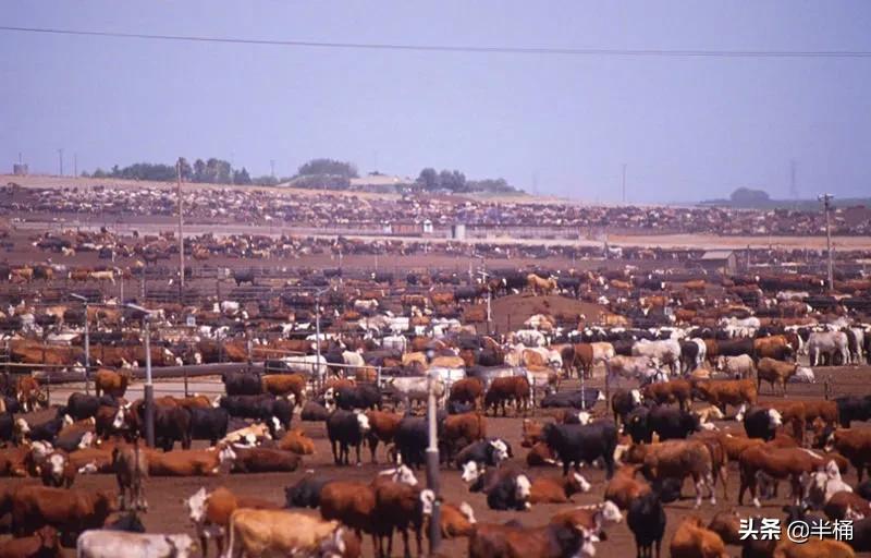 美国为什么养牛要在牛身上开洞,美国人养牛为什么要在牛身上开洞