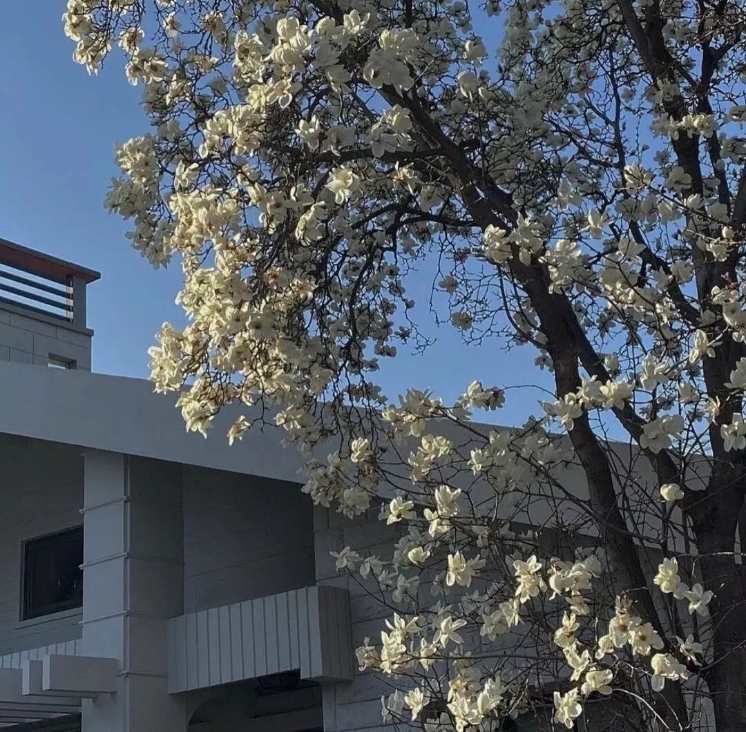 背景图ins风鲜花,ins复古黑色鲜花壁纸