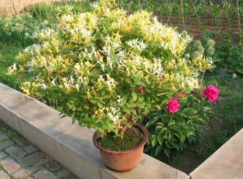 家里好养的绿植最新最流行的,家里好养的绿植推荐