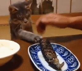 没养过猫的你知道猫咪的小秘密吗 (养猫人必须要知道的猫咪知识)