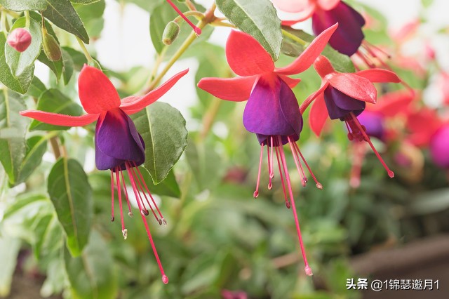 落英缤纷头条文章,落英缤纷芳草鲜美