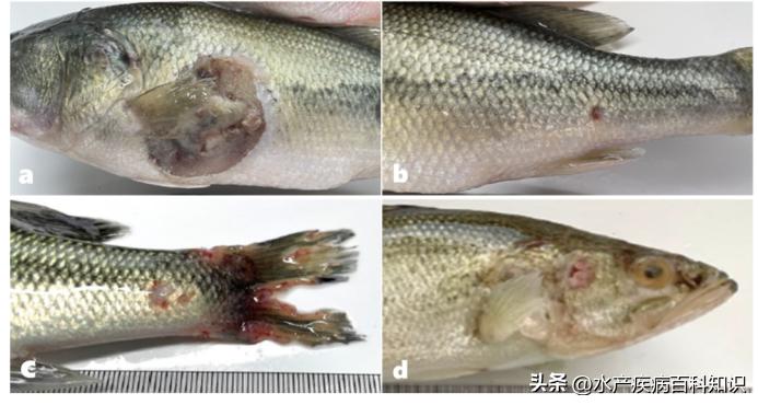 虹彩病毒处理思路,虹彩预防什么病毒