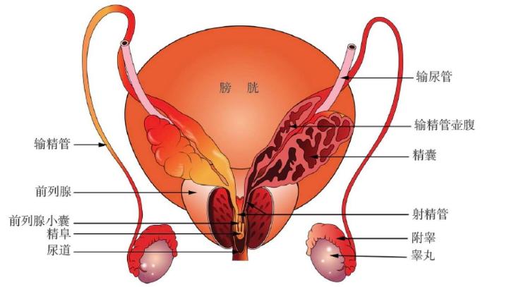 排尿费劲,滴滴答答怎么办?医生为您专业解答