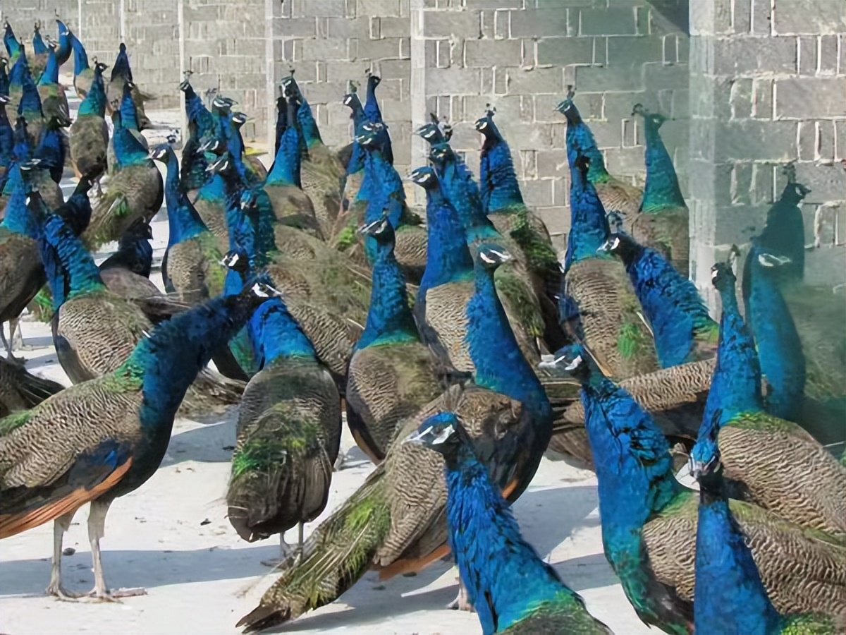 养孔雀赚钱吗真实收入,在农村养孔雀挣钱