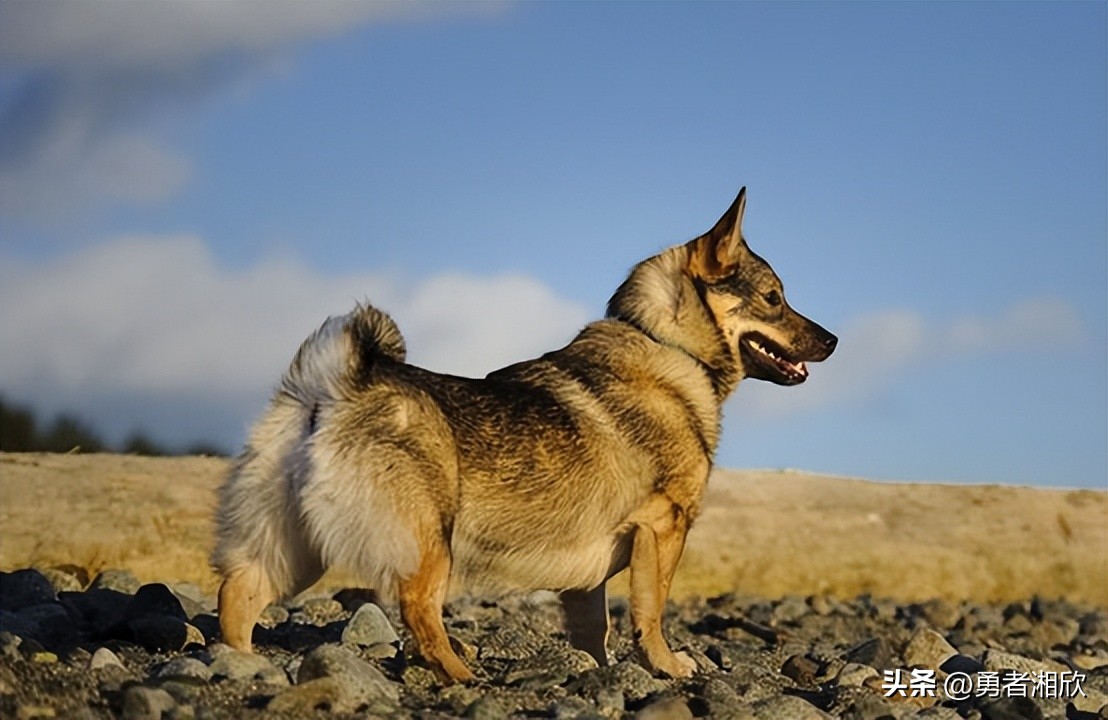 常见的20种宠物狗的介绍图片,最可爱的十种宠物狗种类