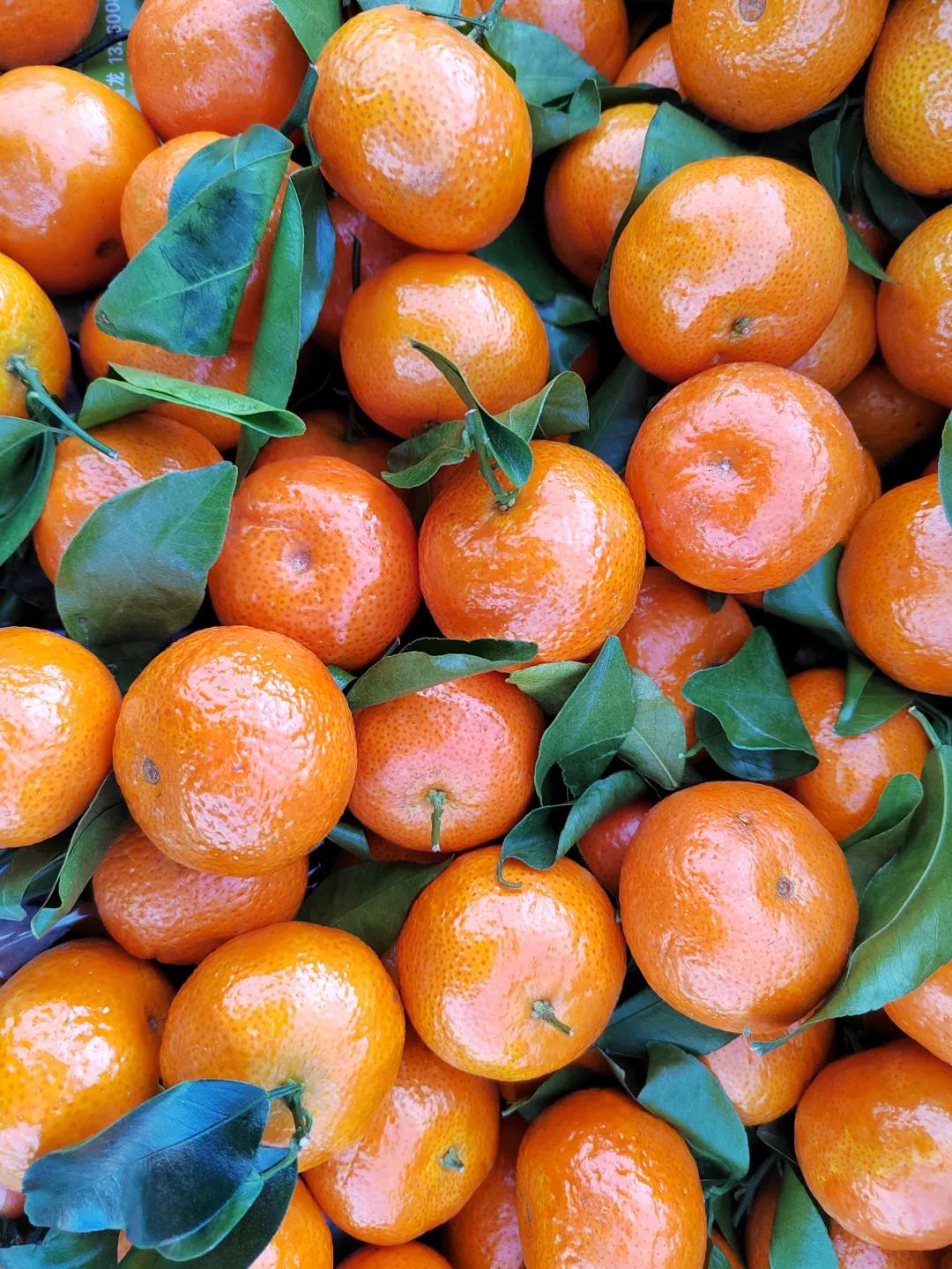 砂糖橘行情12月30日,砂糖橘2020年行情