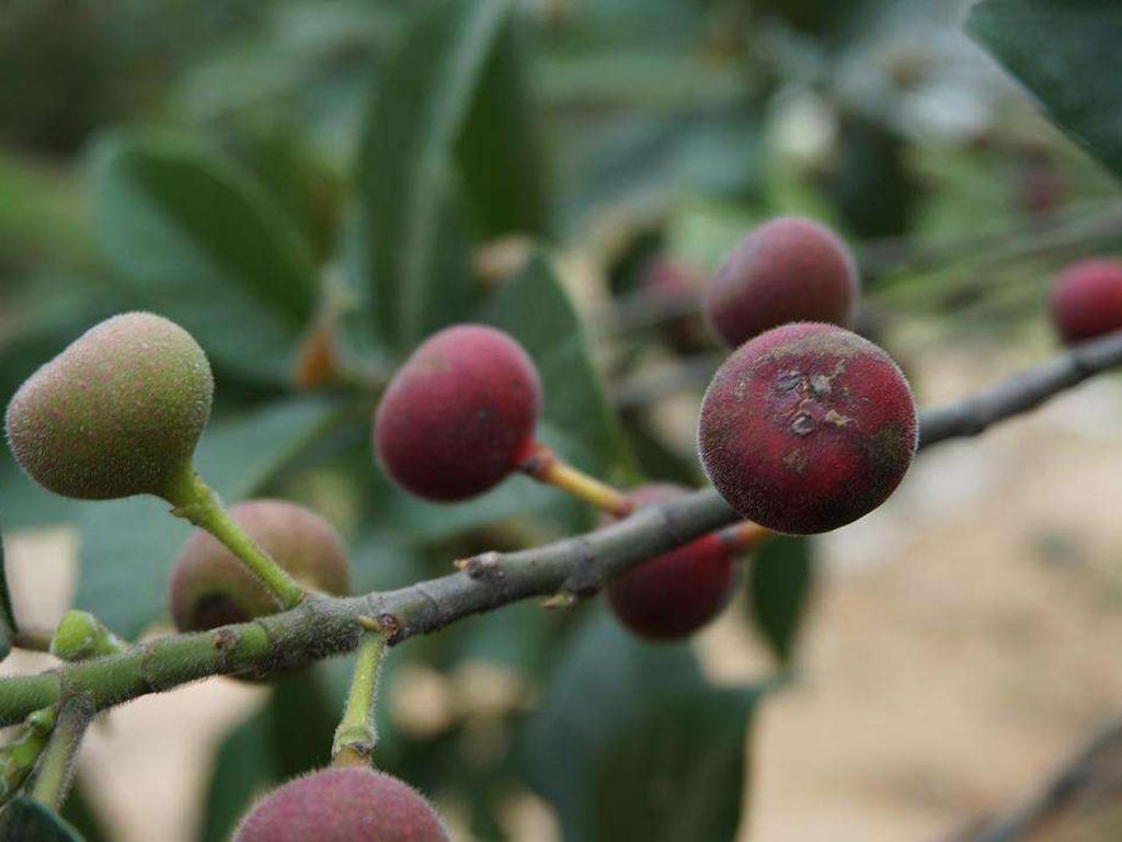 这野果长得似无花果,过去是农村娃的零食,如今稀罕少见20一斤