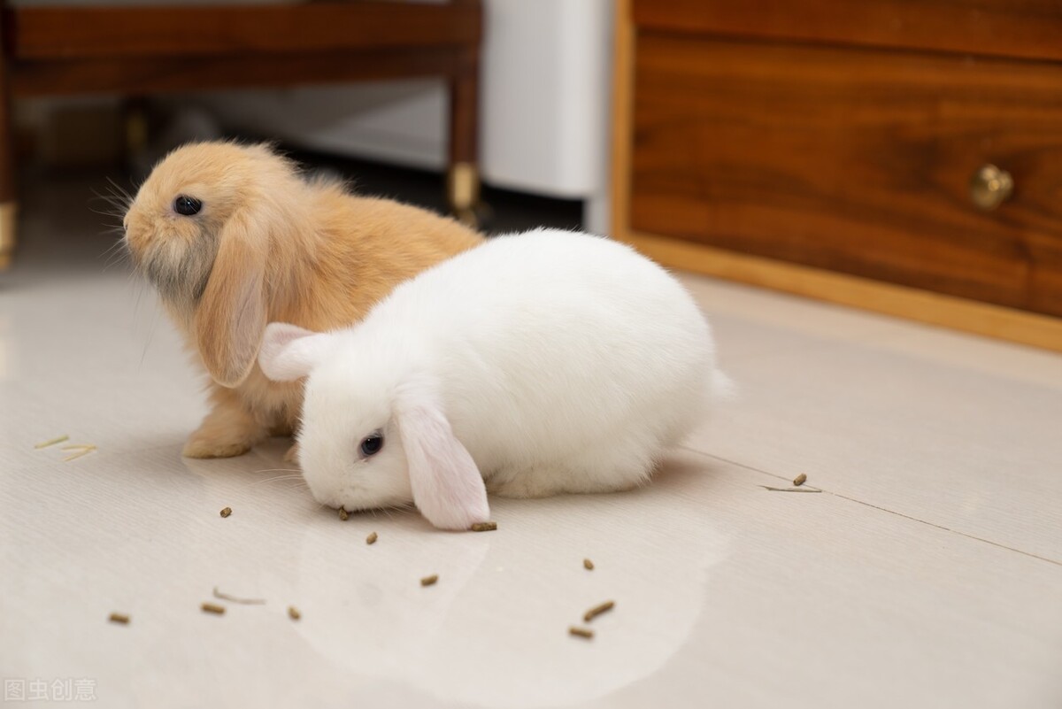 兔子眼睛发炎流泪用什么药,兔子上火流泪怎么消除