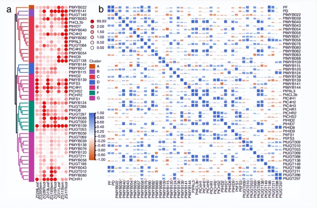 葛根素生物合成激素反应，在R2R3-MYB转录因子基因家族的鉴定分析