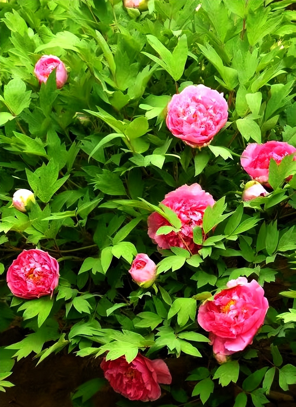 常觅春归不知处花田此地得逢君：栖云田园小镇·花间集