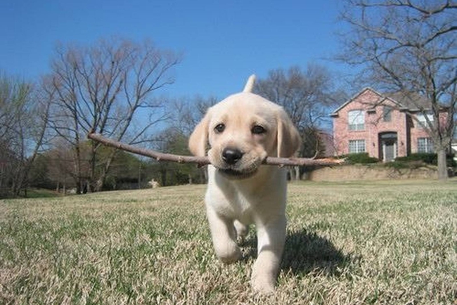 如何训练拉布拉多上厕所,拉布拉多怎么训练上厕所