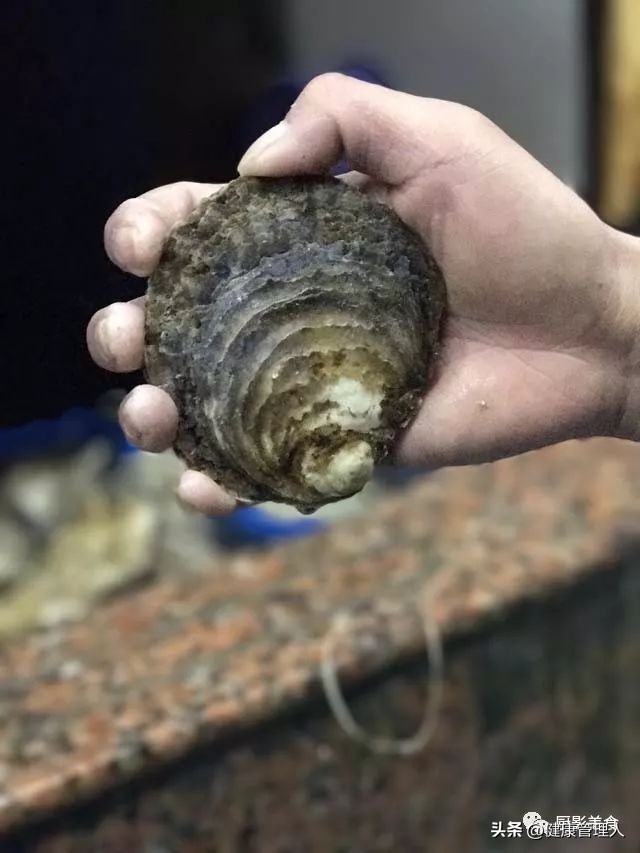 海鲜贝类品种大全及名字,22种海鲜贝类做法大全