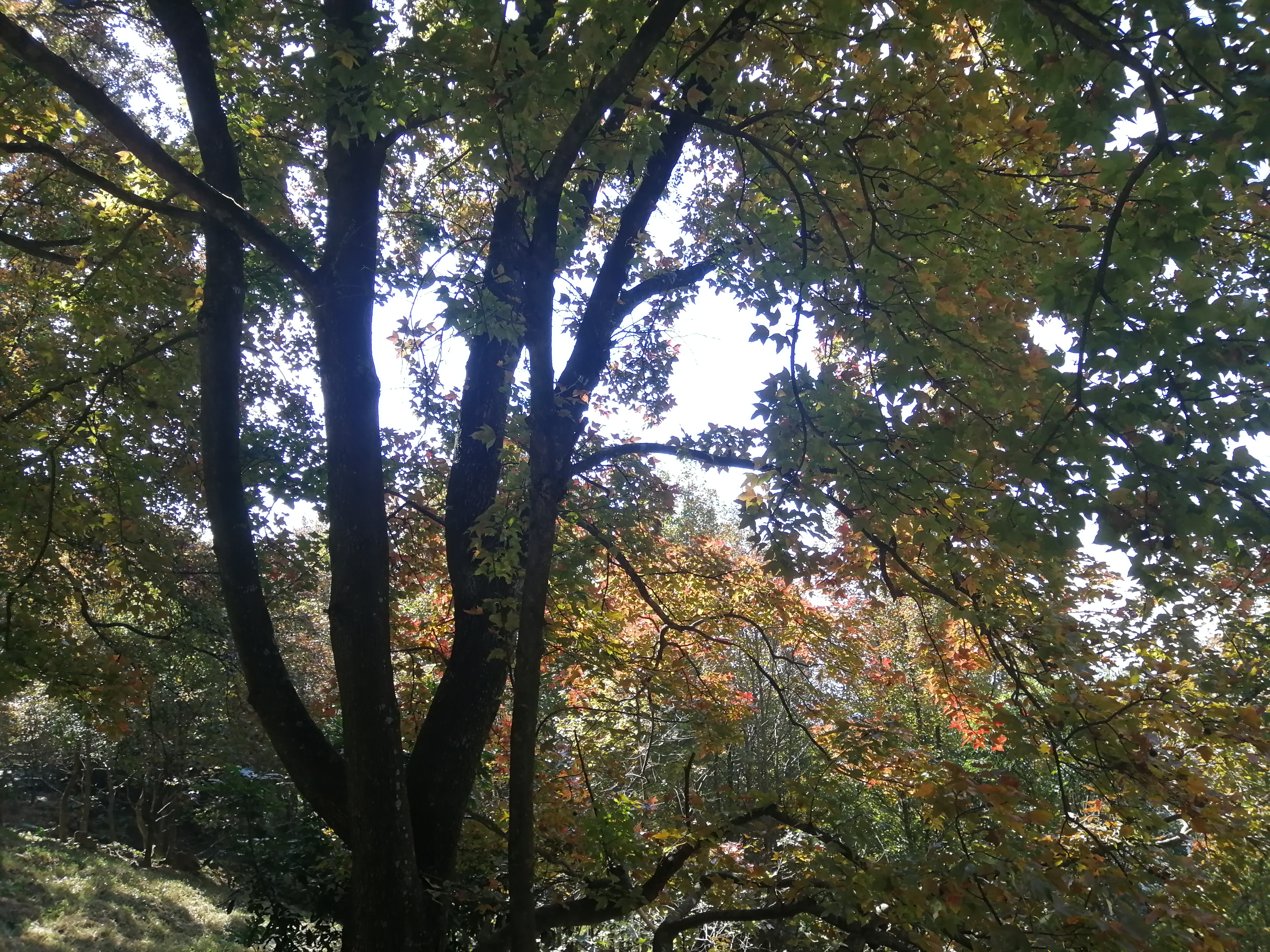 石门森林公园樱花谷交通线路,从化石门公园枫叶