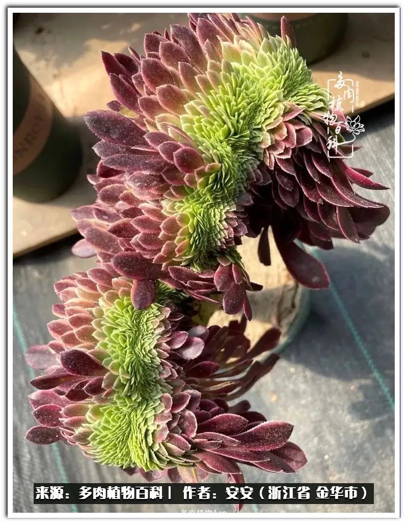 多肉法师花卉品种大全,多肉法师为什么叫法师