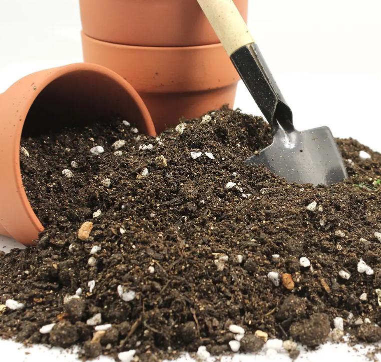 重瓣蓝色风铃花的养殖方法,风铃花水里怎么养