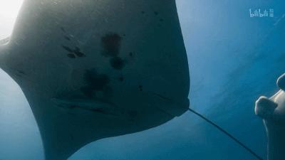 原来它们也有“性丑闻”，这片看完让我大开眼界