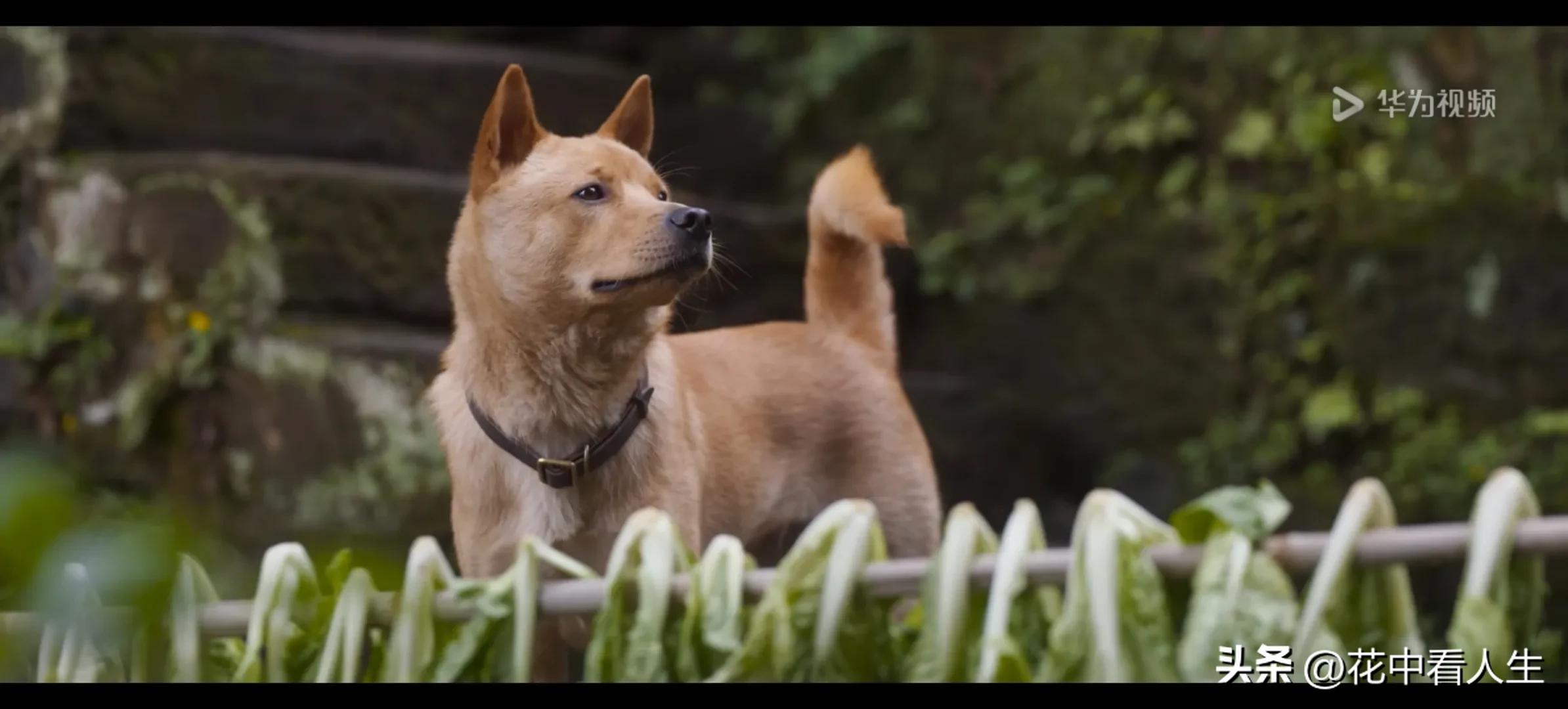 一人一狗的经典故事,一人一狗的故事完整版