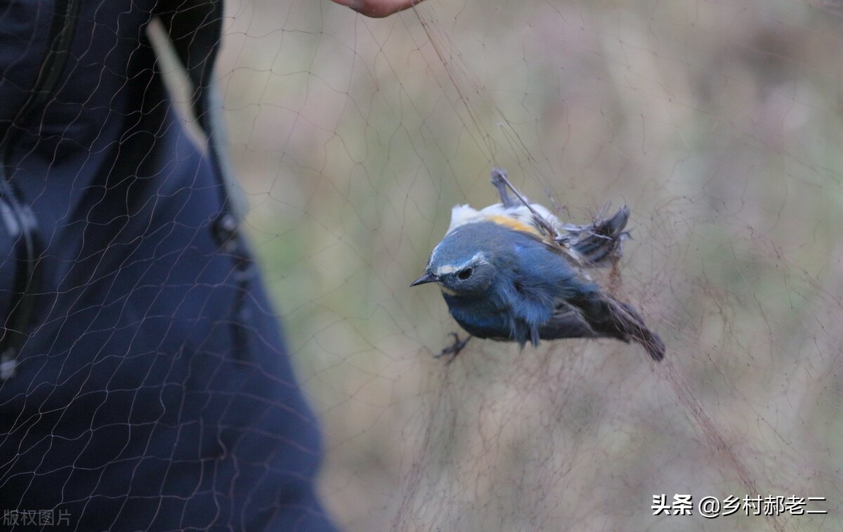 鸟偷吃玉米苗怎么办,鸟吃食掉渣怎么办