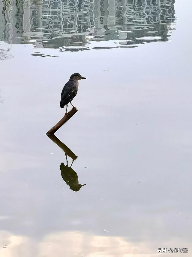 手机拍照片有哪些优点和缺点？3个摄影技巧，助你扬长避短