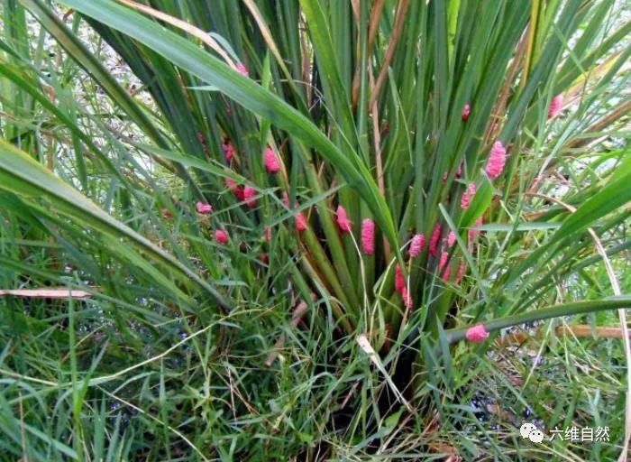 厦门一市民点炒田螺，餐厅却用非法福寿螺代替，被监管部当场销毁