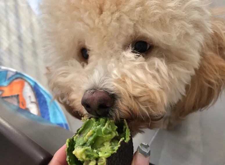 每天都喂狗不健康的食物,这五种食物一定要远离狗