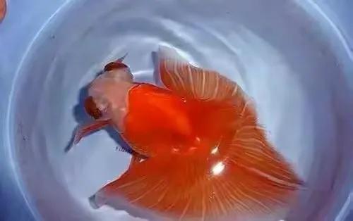 金鱼鱼病症状身体溃烂,金鱼鱼病的治疗与防治