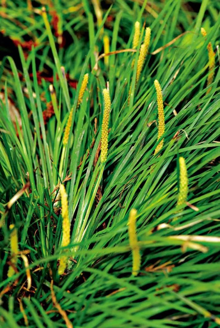 每天学习一味中药白矾,每天学习一味中药石菖蒲