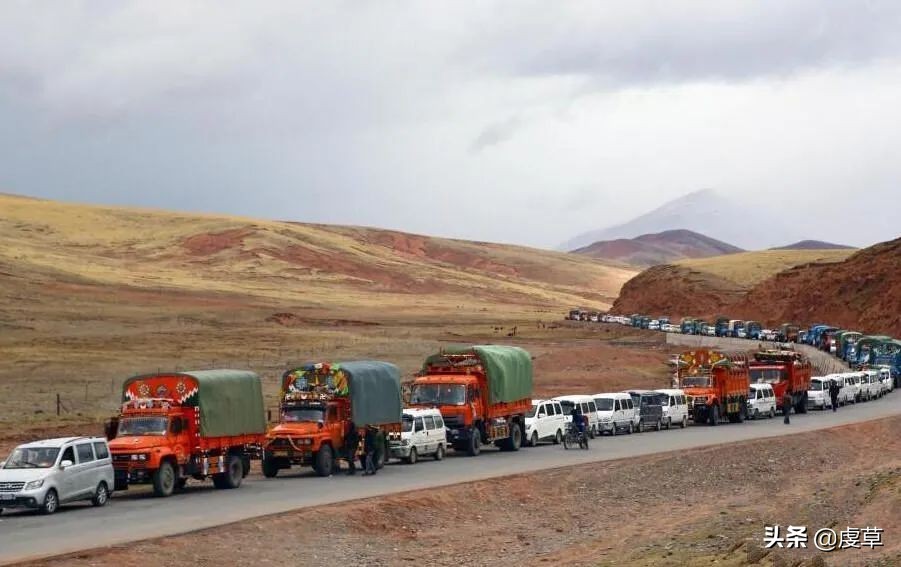 鲜虫草正当季,鲜虫草采收