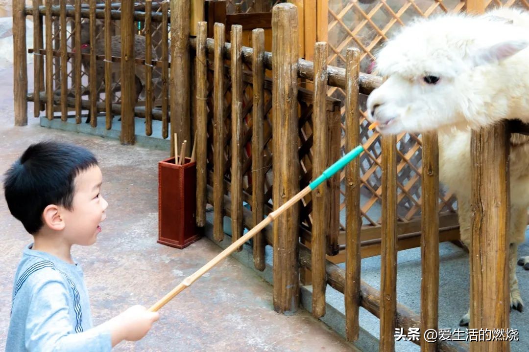 杭州森泊开元度假酒店不含门票,杭州开元森泊度假酒店存在的问题