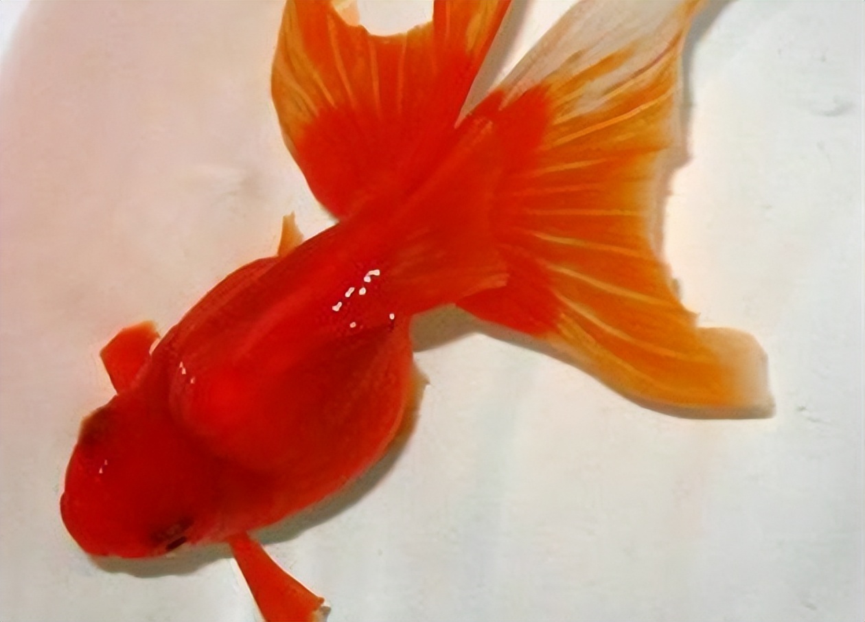 金鱼有哪些品种它们都长什么样,金鱼常见的品种可以分成哪五大类