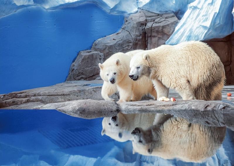 武汉海昌极地海洋公园游玩项目,武汉海昌极地海洋公园游玩时间