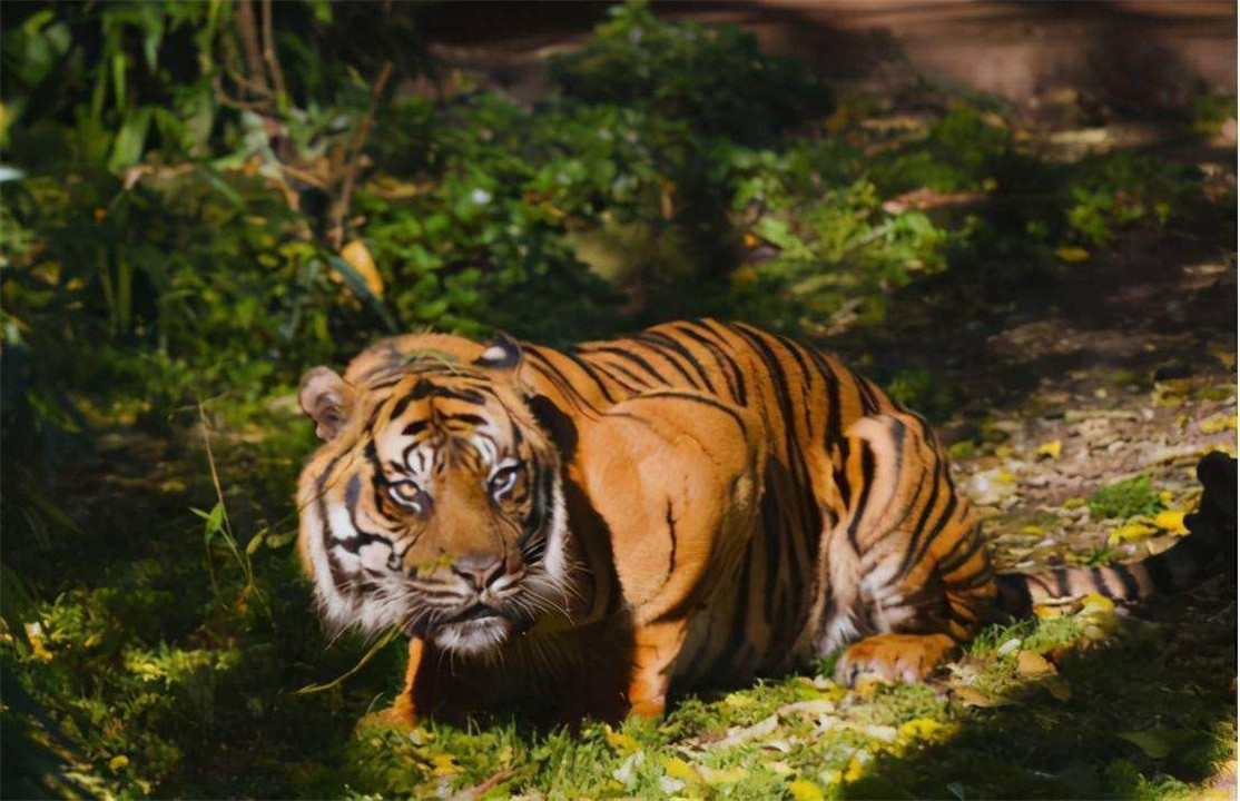东北虎是不是和狮子一样威武,野生东北虎和狮子战斗力对比