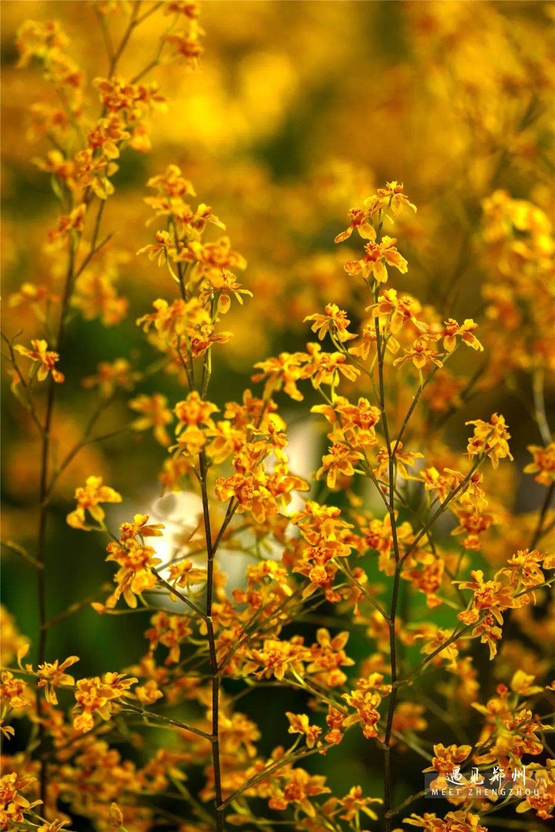 元宵节晚上郑州游玩攻略,郑州元宵节赏灯攻略