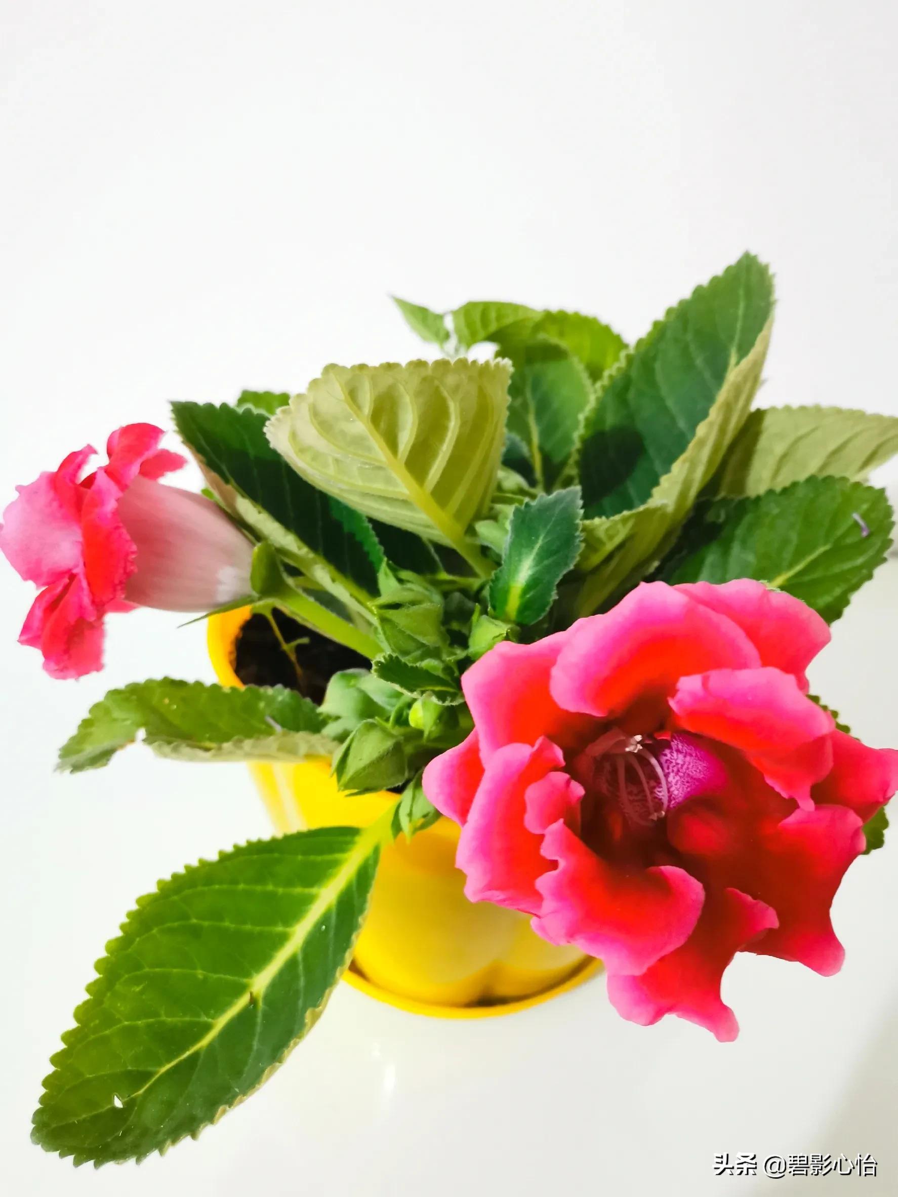 芙蓉花只长叶子不开花是什么原因,芙蓉花开败后怎么处理能再次开花