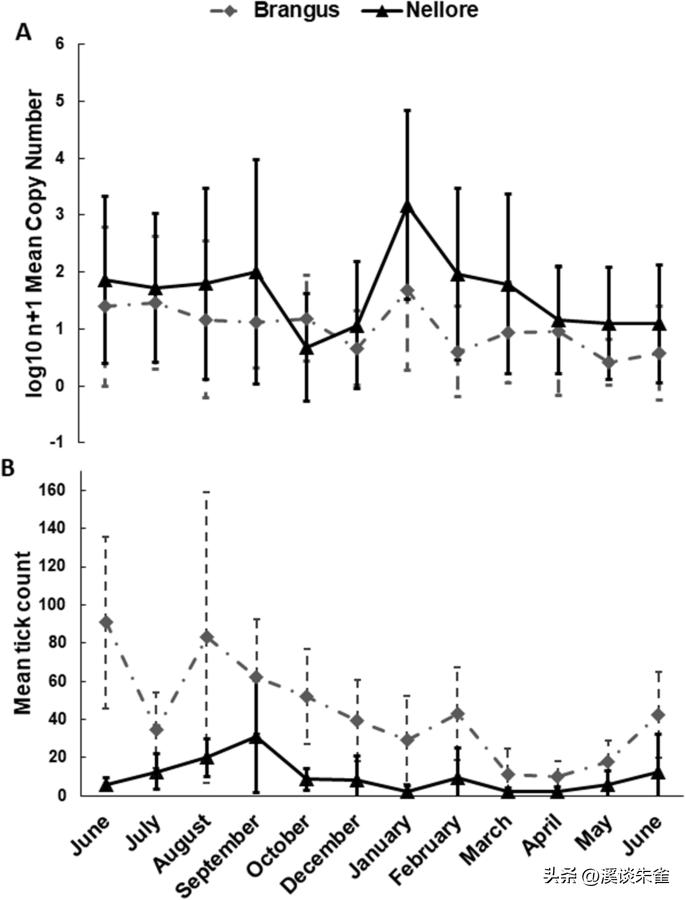 巴西布兰格斯牛和内洛尔牛中,探索双叉巴贝虫和蜱虫的季节性波动