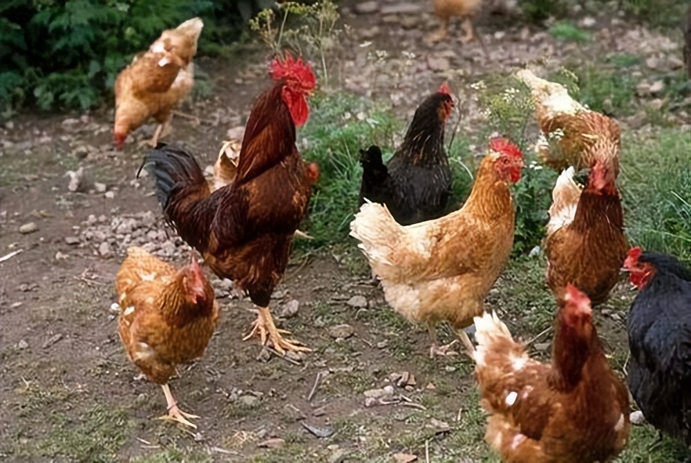 惠州大型养鸡场,十亩山林养殖3000只鸡