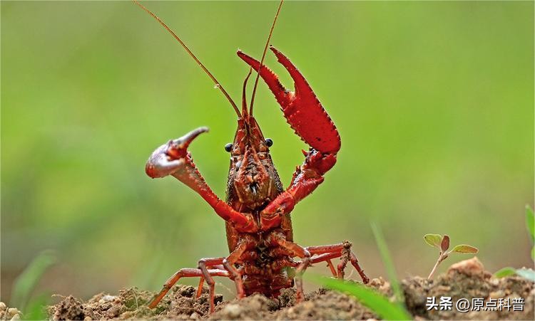 生豆角吃了会中毒吗,生豆角生吃多少就会中毒