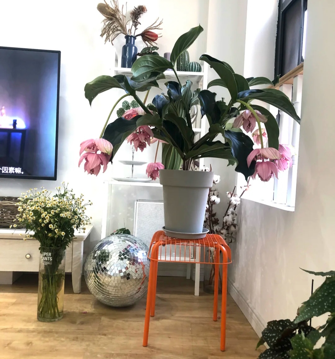 最美花王,花王宝莲灯